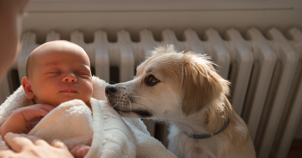 small dog with newborn