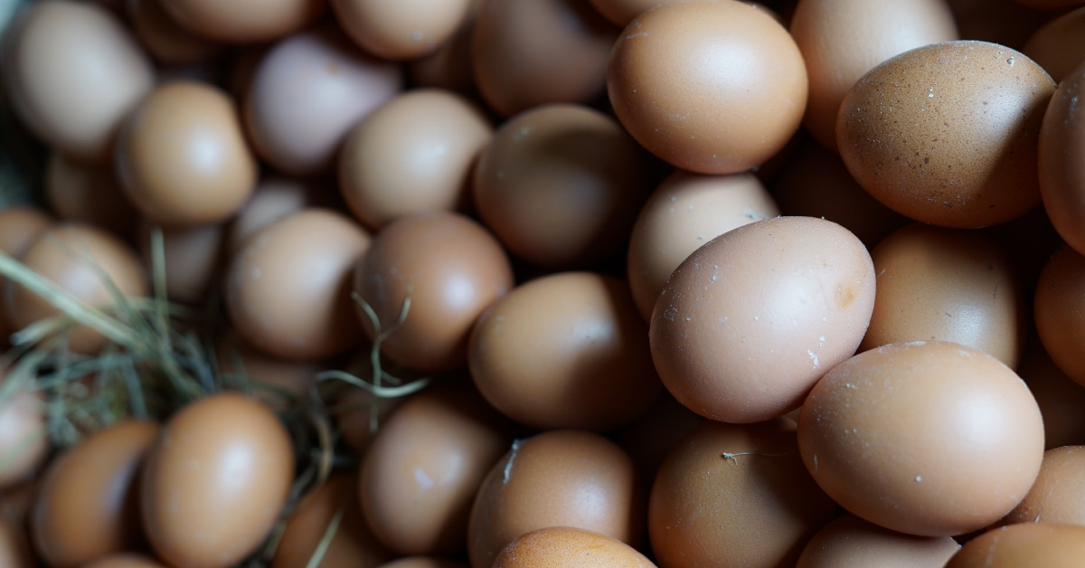 many eggs of various shades of white and brown