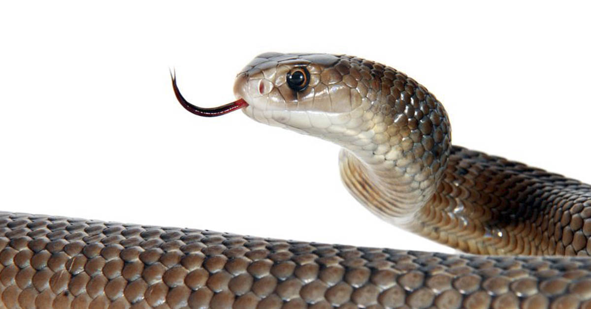 What to do if you find a snake in your house according to an expert